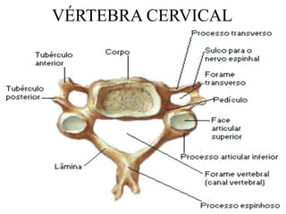 VÉRTEBRA CERVICAL
 