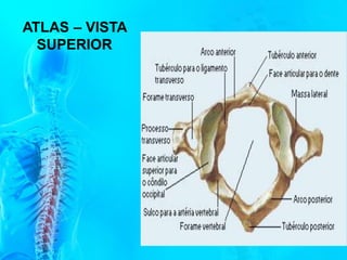 ATLAS – VISTA
SUPERIOR
 