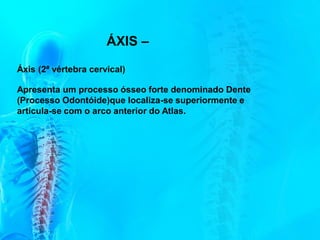 ÁXIS –
Áxis (2ª vértebra cervical)
Apresenta um processo ósseo forte denominado Dente
(Processo Odontóide)que localiza-se superiormente e
articula-se com o arco anterior do Atlas.
 