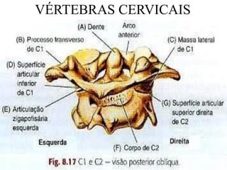 VÉRTEBRAS CERVICAIS
 