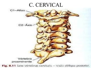 C. CERVICAL
 