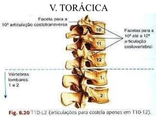 V. TORÁCICA
 