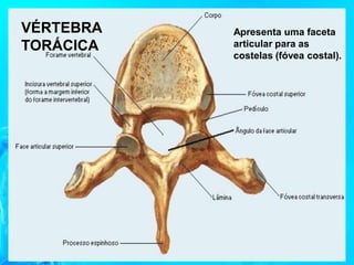 VÉRTEBRA
TORÁCICA
Apresenta uma faceta
articular para as
costelas (fóvea costal).
 