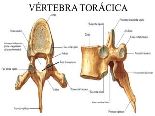 VÉRTEBRA TORÁCICA
 