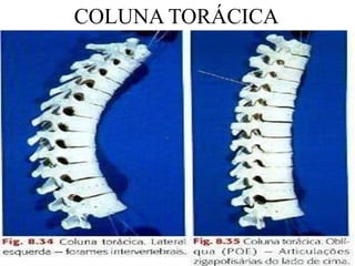 COLUNA TORÁCICA
 
