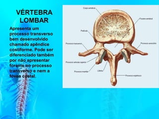 VÉRTEBRA
LOMBAR
Apresenta um
processo transverso
bem desenvolvido
chamado apêndice
costiforme. Pode ser
diferenciado também
por não apresentar
forame no processo
transverso e nem a
fóvea costal.
 