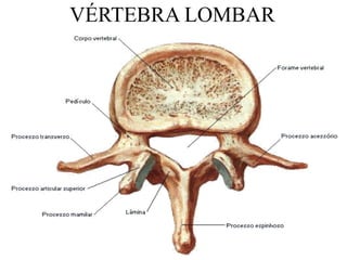 VÉRTEBRA LOMBAR
 