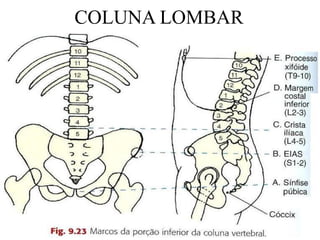 COLUNA LOMBAR
 