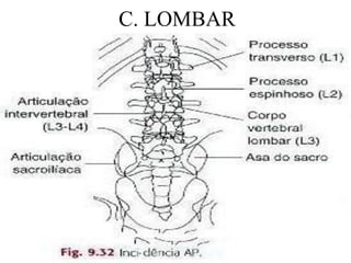 C. LOMBAR
 