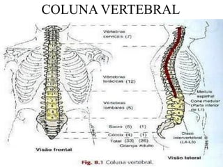 COLUNA VERTEBRAL
 