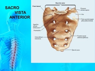 SACRO
VISTA
ANTERIOR
 