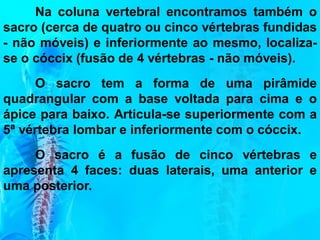 Na coluna vertebral encontramos também o
sacro (cerca de quatro ou cinco vértebras fundidas
- não móveis) e inferiormente ao mesmo, localiza-
se o cóccix (fusão de 4 vértebras - não móveis).
O sacro tem a forma de uma pirâmide
quadrangular com a base voltada para cima e o
ápice para baixo. Articula-se superiormente com a
5ª vértebra lombar e inferiormente com o cóccix.
O sacro é a fusão de cinco vértebras e
apresenta 4 faces: duas laterais, uma anterior e
uma posterior.
 