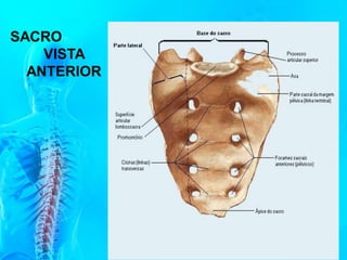 SACRO
VISTA
ANTERIOR
 