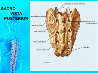 SACRO
VISTA
POSTERIOR
 