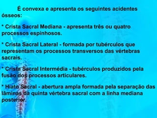 É convexa e apresenta os seguintes acidentes
ósseos:
* Crista Sacral Mediana - apresenta três ou quatro
processos espinhosos.
* Crista Sacral Lateral - formada por tubérculos que
representam os processos transversos das vértebras
sacrais.
* Crista Sacral Intermédia - tubérculos produzidos pela
fusão dos processos articulares.
* Hiato Sacral - abertura ampla formada pela separação das
lâminas da quinta vértebra sacral com a linha mediana
posterior.
 