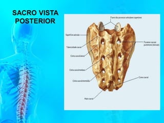 SACRO VISTA
POSTERIOR
 