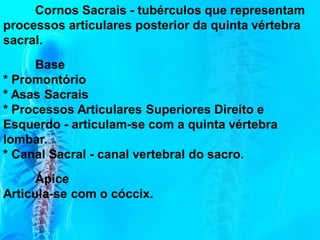 Cornos Sacrais - tubérculos que representam
processos articulares posterior da quinta vértebra
sacral.
Base
* Promontório
* Asas Sacrais
* Processos Articulares Superiores Direito e
Esquerdo - articulam-se com a quinta vértebra
lombar.
* Canal Sacral - canal vertebral do sacro.
Ápice
Articula-se com o cóccix.
 