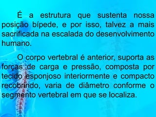 É a estrutura que sustenta nossa
posição bípede, e por isso, talvez a mais
sacrificada na escalada do desenvolvimento
humano.
O corpo vertebral é anterior, suporta as
forças de carga e pressão, composta por
tecido esponjoso interiormente e compacto
recobrindo, varia de diâmetro conforme o
segmento vertebral em que se localiza.
 