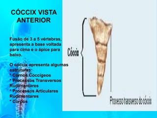 CÓCCIX VISTA
ANTERIOR
Fusão de 3 a 5 vértebras,
apresenta a base voltada
para cima e o ápice para
baixo.
O cóccix apresenta algumas
estruturas:
* Cornos Coccígeos
* Processos Transversos
Rudimentares
* Processos Articulares
Rudimentares
* Corpos
 