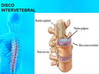 DISCO
INTERVETEBRAL
 