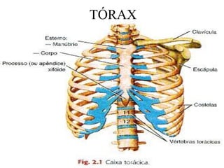 TÓRAX
 