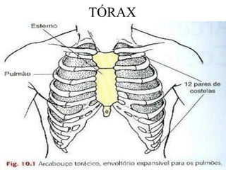 TÓRAX
 