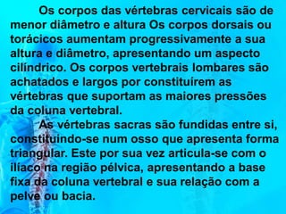Os corpos das vértebras cervicais são de
menor diâmetro e altura Os corpos dorsais ou
torácicos aumentam progressivamente a sua
altura e diâmetro, apresentando um aspecto
cilíndrico. Os corpos vertebrais lombares são
achatados e largos por constituírem as
vértebras que suportam as maiores pressões
da coluna vertebral.
As vértebras sacras são fundidas entre si,
constituindo-se num osso que apresenta forma
triangular. Este por sua vez articula-se com o
ilíaco na região pélvica, apresentando a base
fixa da coluna vertebral e sua relação com a
pelve ou bacia.
 