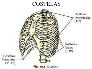 COSTELAS
 