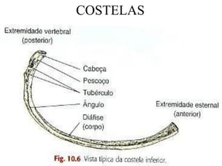COSTELAS
 