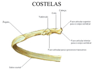 COSTELAS
 