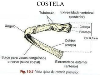 COSTELA
 