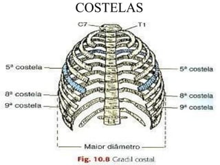 COSTELAS
 