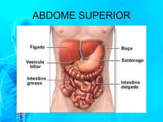 ABDOME SUPERIOR
 