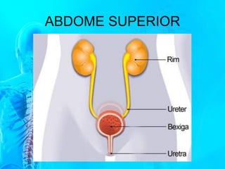 ABDOME SUPERIOR
 