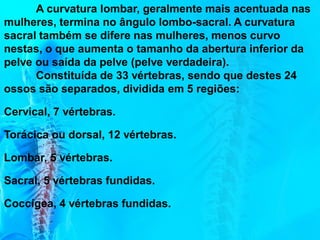 A curvatura lombar, geralmente mais acentuada nas
mulheres, termina no ângulo lombo-sacral. A curvatura
sacral também se difere nas mulheres, menos curvo
nestas, o que aumenta o tamanho da abertura inferior da
pelve ou saída da pelve (pelve verdadeira).
Constituída de 33 vértebras, sendo que destes 24
ossos são separados, dividida em 5 regiões:
Cervical, 7 vértebras.
Torácica ou dorsal, 12 vértebras.
Lombar, 5 vértebras.
Sacral, 5 vértebras fundidas.
Coccígea, 4 vértebras fundidas.
 