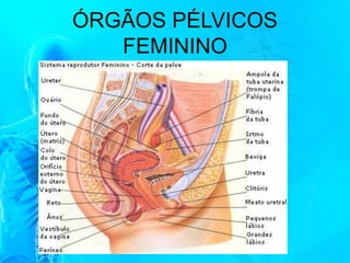 ÓRGÃOS PÉLVICOS
FEMININO
 