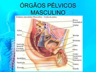 ÓRGÃOS PÉLVICOS
MASCULINO
 