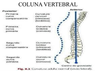 COLUNA VERTEBRAL
 