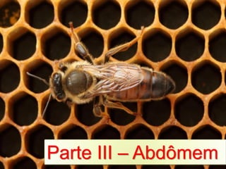 Parte III – Abdômem
 