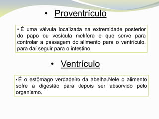 • Proventrículo
• É uma válvula localizada na extremidade posterior
do papo ou vesícula melífera e que serve para
controlar a passagem do alimento para o ventrículo,
para daí seguir para o intestino.


             • Ventrículo
•É  o estômago verdadeiro da abelha.Nele o alimento
sofre a digestão para depois ser absorvido pelo
organismo.
 