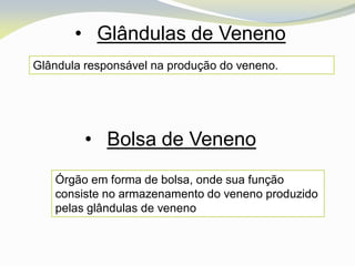 • Glândulas de Veneno
Glândula responsável na produção do veneno.




         • Bolsa de Veneno
   Órgão em forma de bolsa, onde sua função
   consiste no armazenamento do veneno produzido
   pelas glândulas de veneno
 