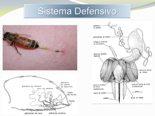 Sistema Defensivo
 