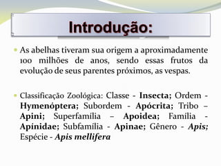  As abelhas tiveram sua origem a aproximadamente
 100 milhões de anos, sendo essas frutos da
 evolução de seus parentes próximos, as vespas.

 Classificação Zoológica: Classe - Insecta; Ordem -
 Hymenóptera; Subordem - Apócrita; Tribo –
 Apini; Superfamília – Apoidea; Família -
 Apínidae; Subfamília - Apinae; Gênero - Apis;
 Espécie - Apis mellifera
 