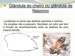 • Glândula do cheiro ou glândula de
              Nasonov

Localizada no dorso das abelhas operárias e rainhas.
 Os zangões não a possuem. Secretam um odor que tem
a função de reconhecimento entre as abelhas de uma
mesma família.
 