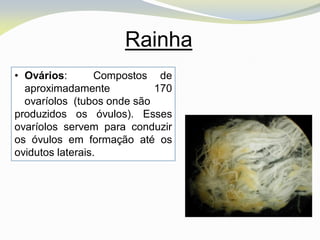Rainha
• Ovários:        Compostos de
  aproximadamente           170
  ovaríolos (tubos onde são
produzidos os óvulos). Esses
ovaríolos servem para conduzir
os óvulos em formação até os
ovidutos laterais.
 