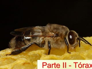 Parte II - Tórax
 