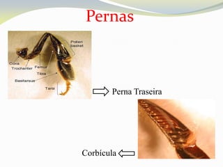 Pernas



       Perna Traseira




Corbícula
 