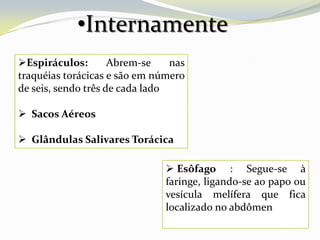 •Internamente
Espiráculos:        Abrem-se    nas
traquéias torácicas e são em número
de seis, sendo três de cada lado

 Sacos Aéreos

 Glândulas Salivares Torácica

                                Esôfago : Segue-se à
                               faringe, ligando-se ao papo ou
                               vesícula melífera que fica
                               localizado no abdômen
 