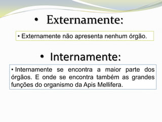• Externamente:
 • Externamente não apresenta nenhum órgão.


        • Internamente:
• Internamente se encontra a maior parte dos
órgãos. E onde se encontra também as grandes
funções do organismo da Apis Mellifera.
 