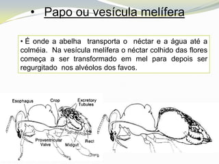 • Papo ou vesícula melífera

• É onde a abelha transporta o néctar e a água até a
colméia. Na vesícula melífera o néctar colhido das flores
começa a ser transformado em mel para depois ser
regurgitado nos alvéolos dos favos.
 